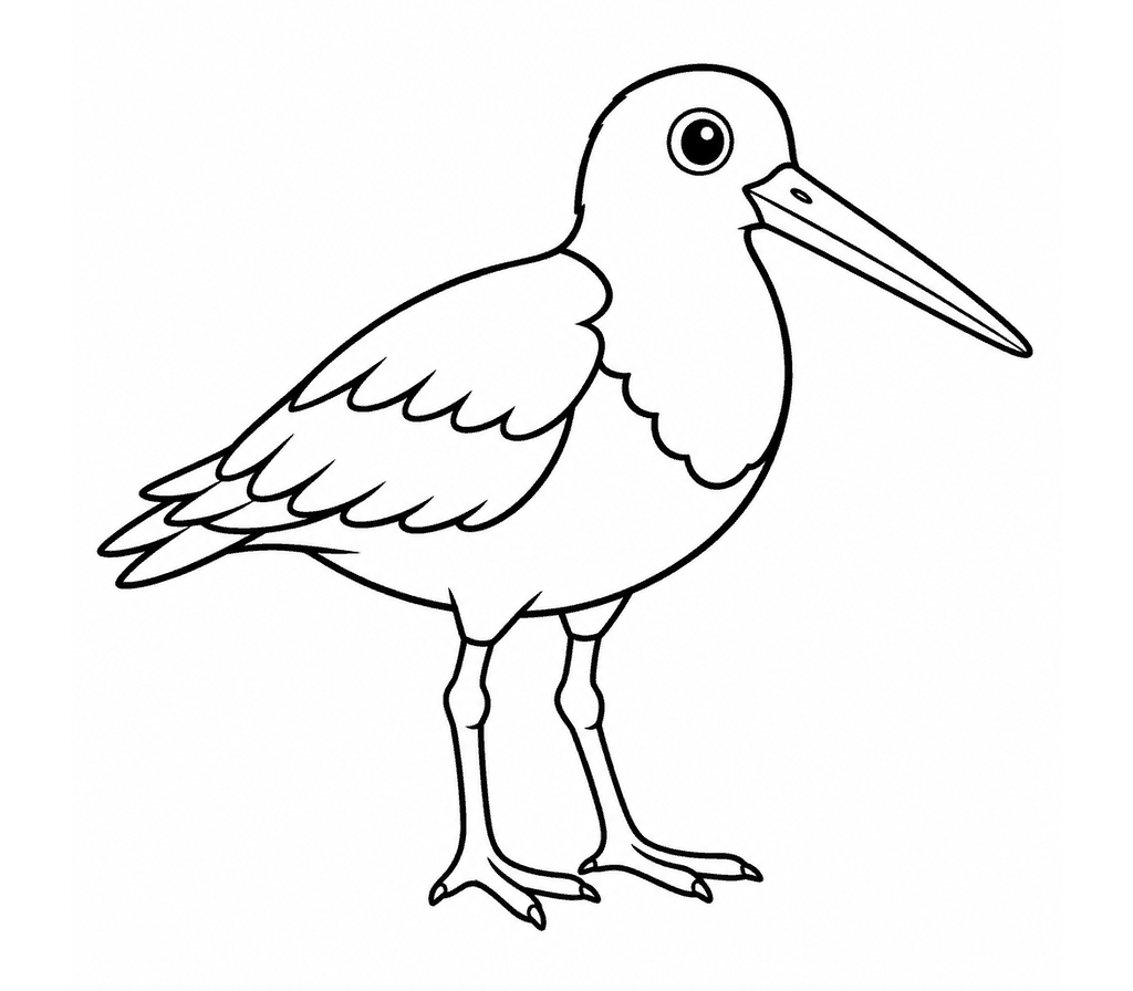 American Oystercatcher coloring page