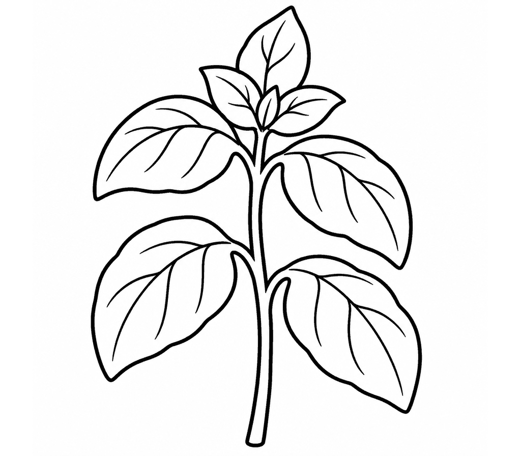 Basil coloring page