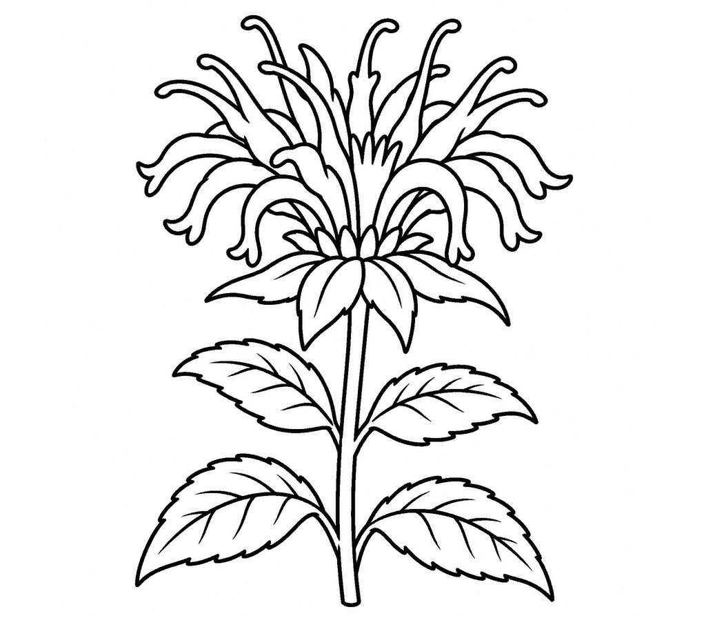 Bee Balm coloring page