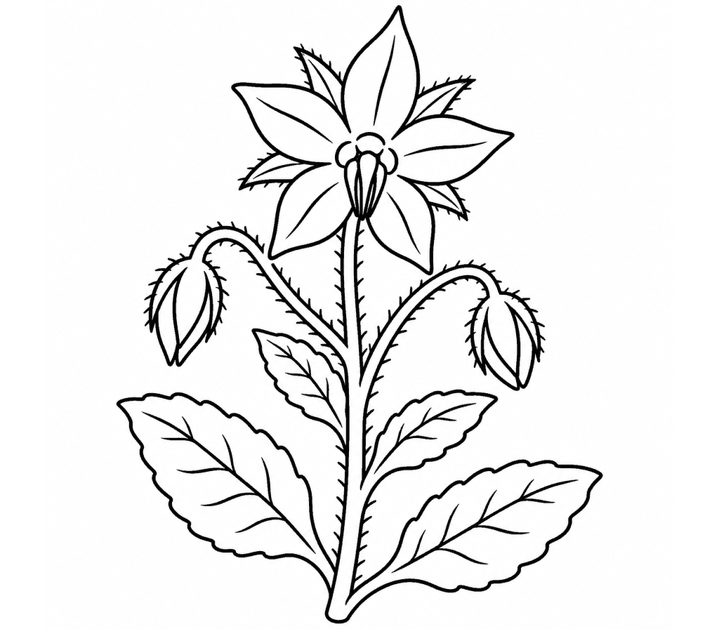 Borage coloring page