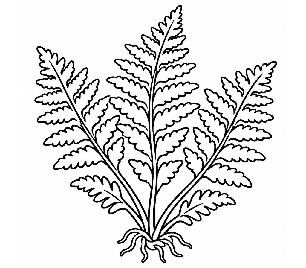 Bracken Fern coloring page