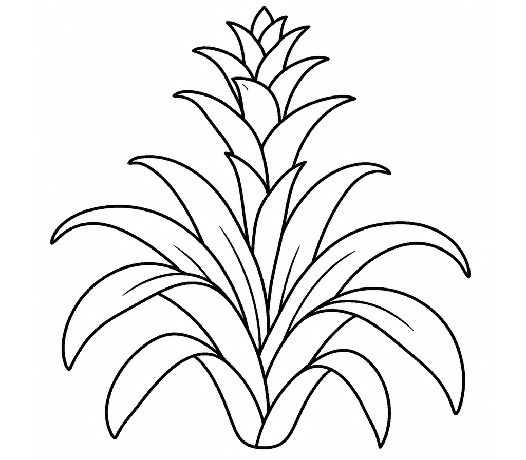 Bromeliad coloring page