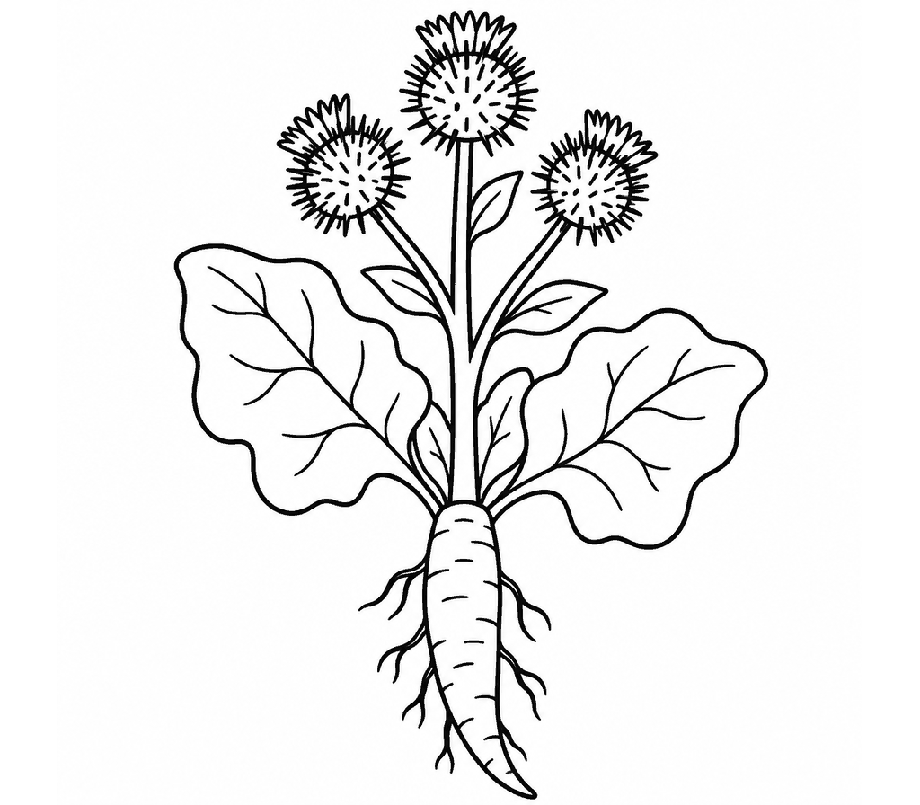 Burdock coloring page