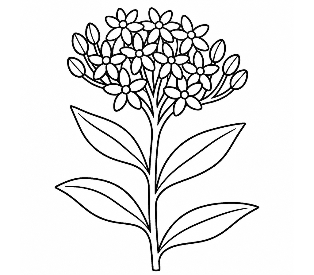Butterfly Weed coloring page