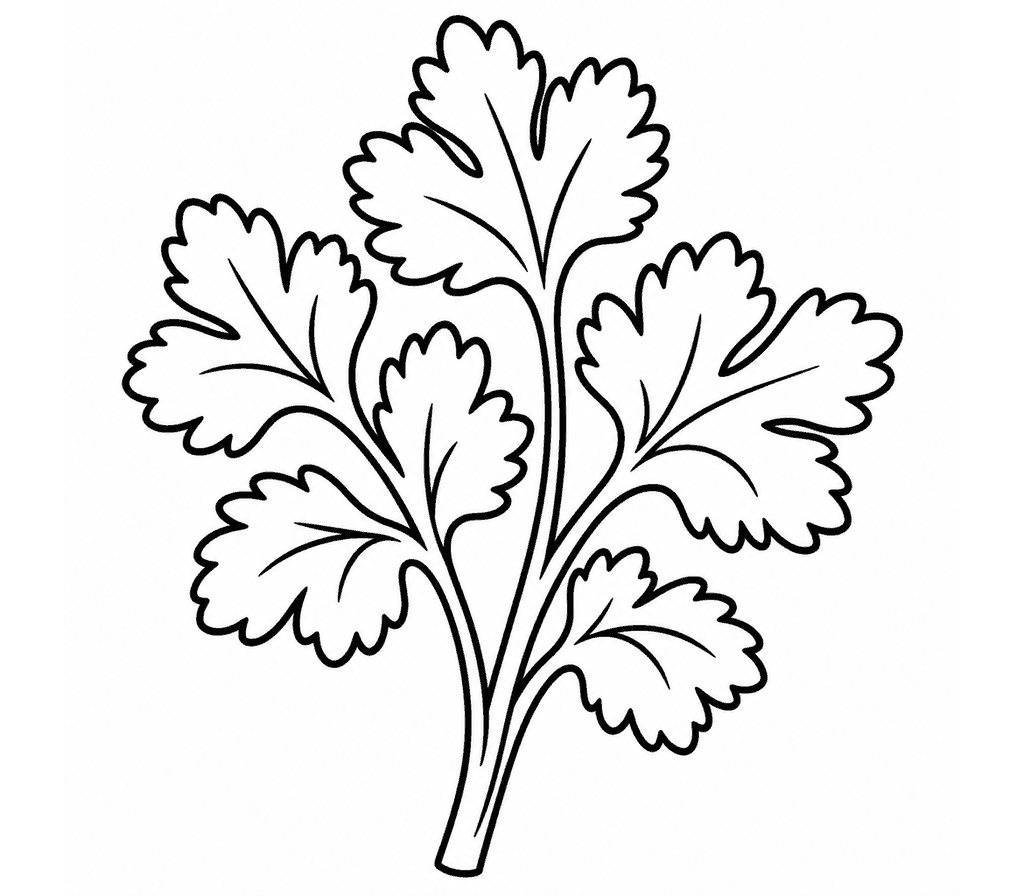 Cilantro coloring page