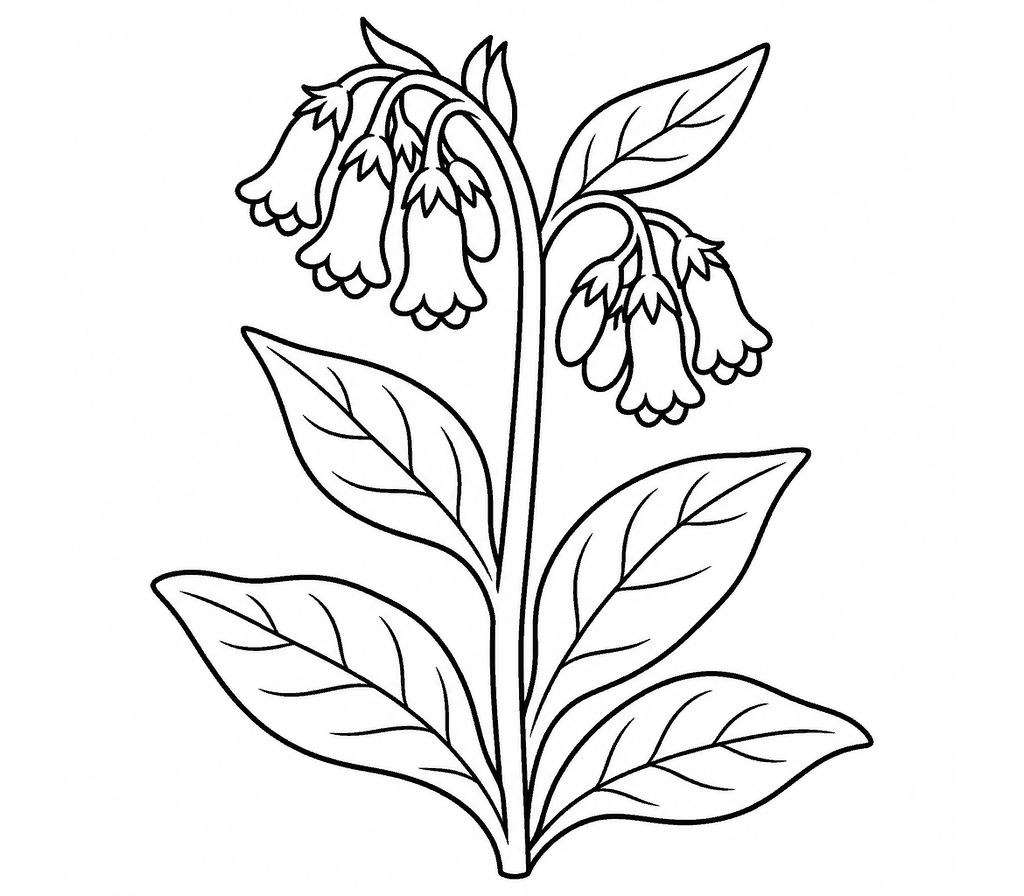 Comfrey coloring page