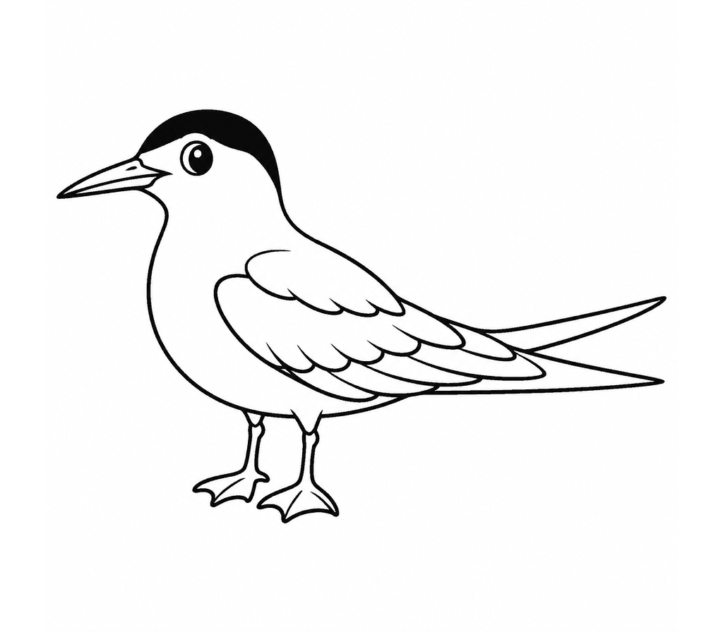 Common Tern coloring page