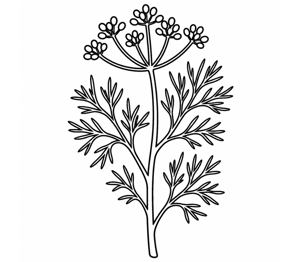 Dill coloring page