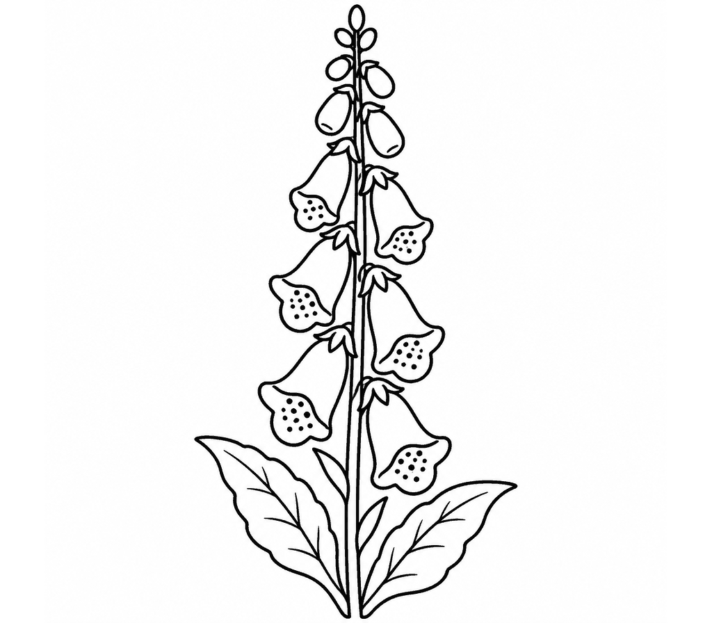 Foxglove coloring page