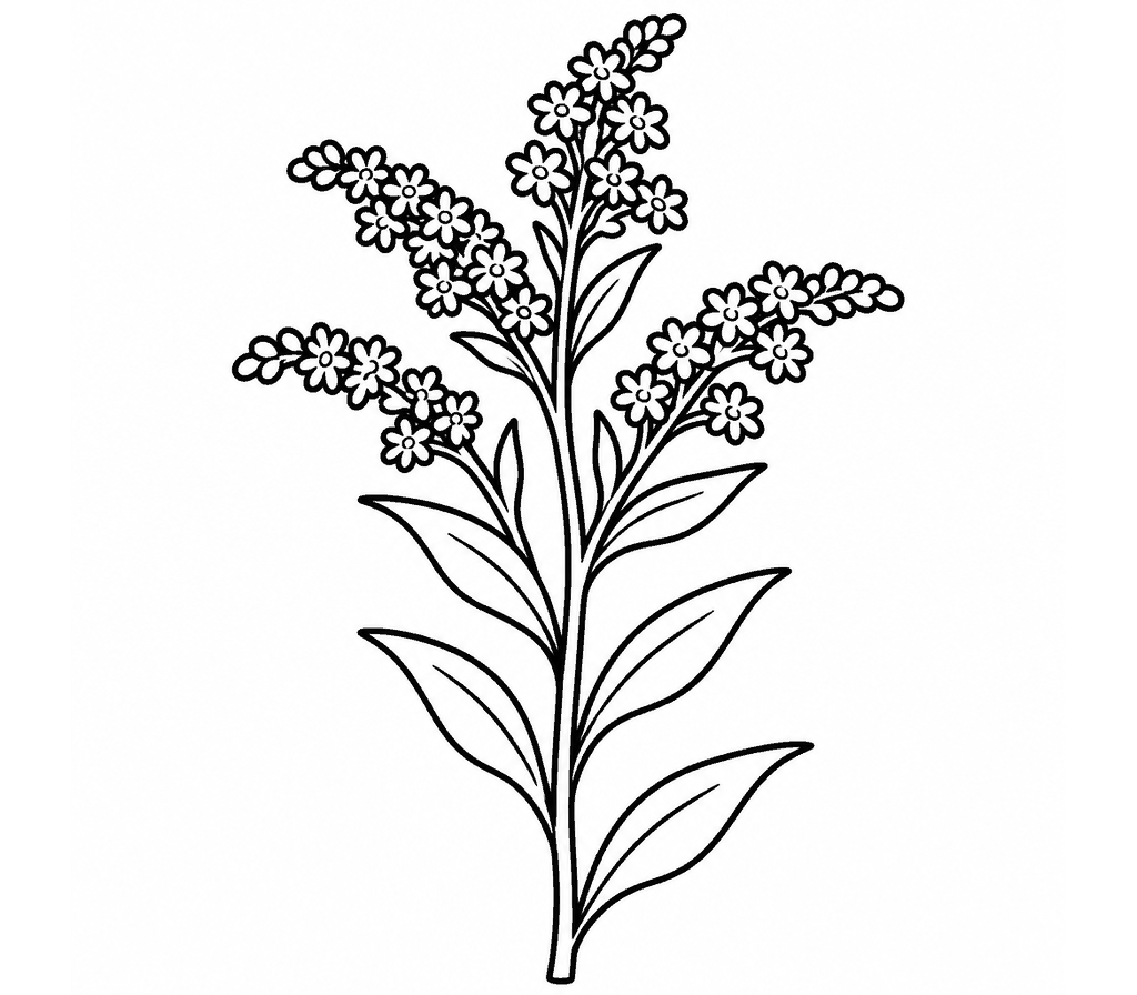 Goldenrod coloring page