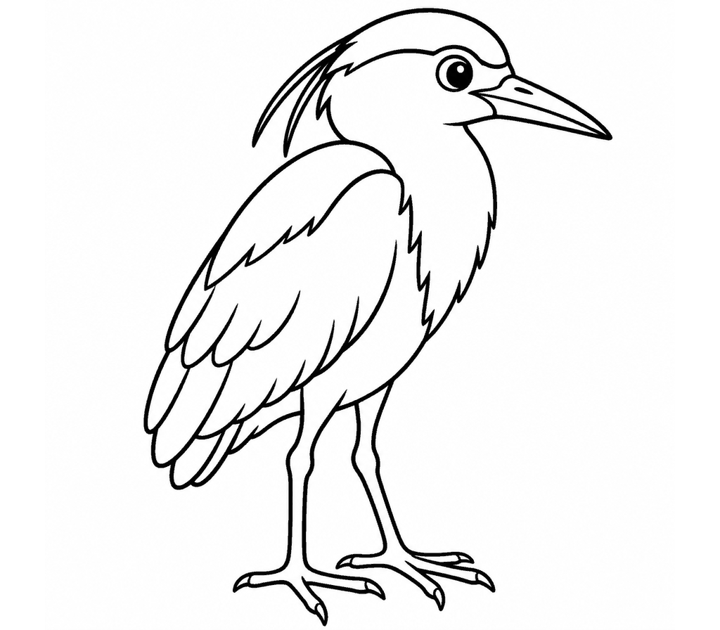Heron (Black-crowned Night) coloring page
