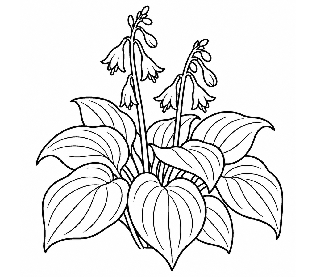 Hostas coloring page