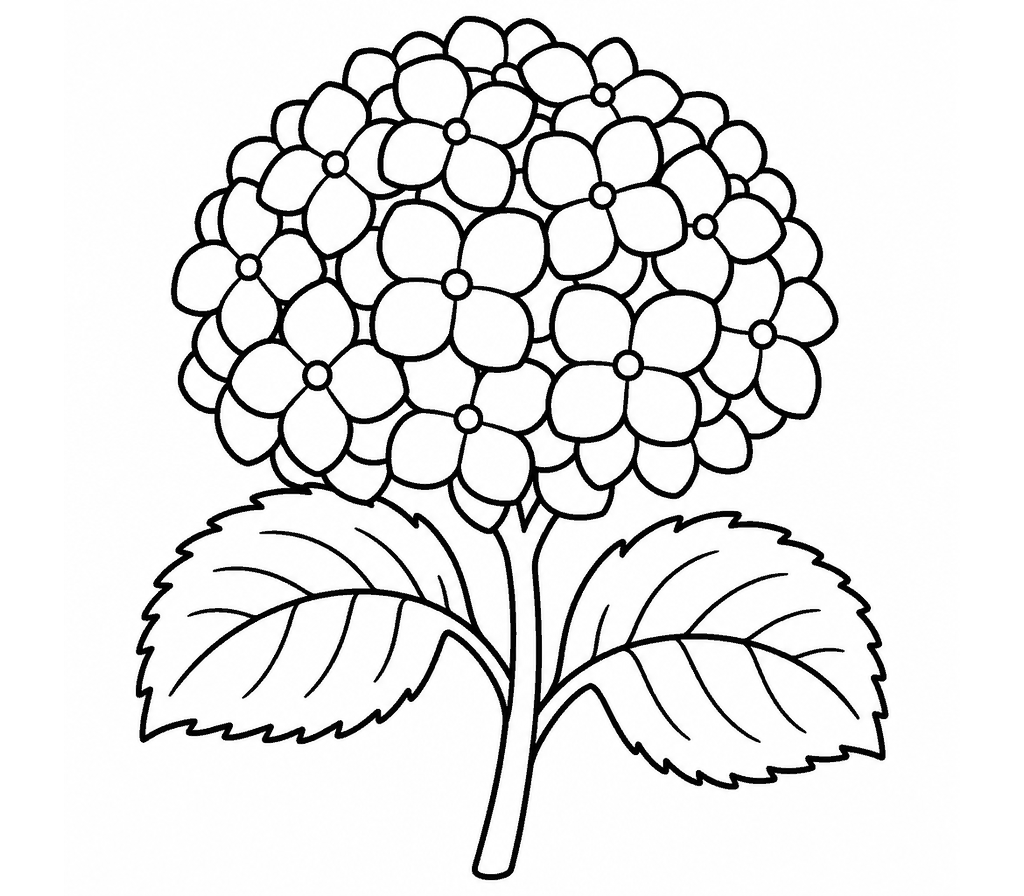 Hydrangea coloring page