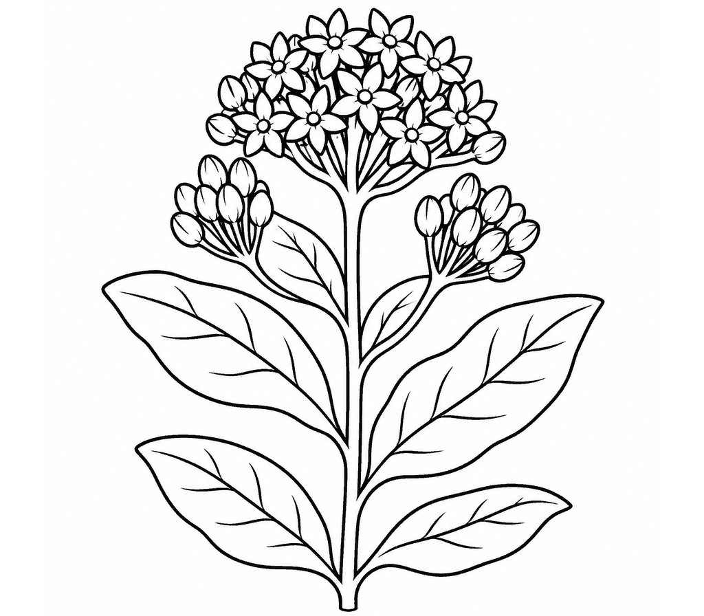 Milkweed coloring page