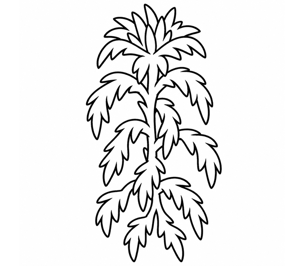 Moss (Sphagnum) coloring page