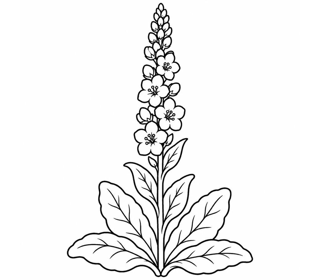 Mullein coloring page