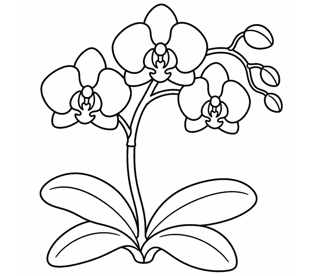 Orchid (Phalaenopsis) coloring page