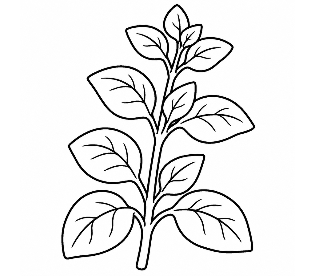 Oregano coloring page