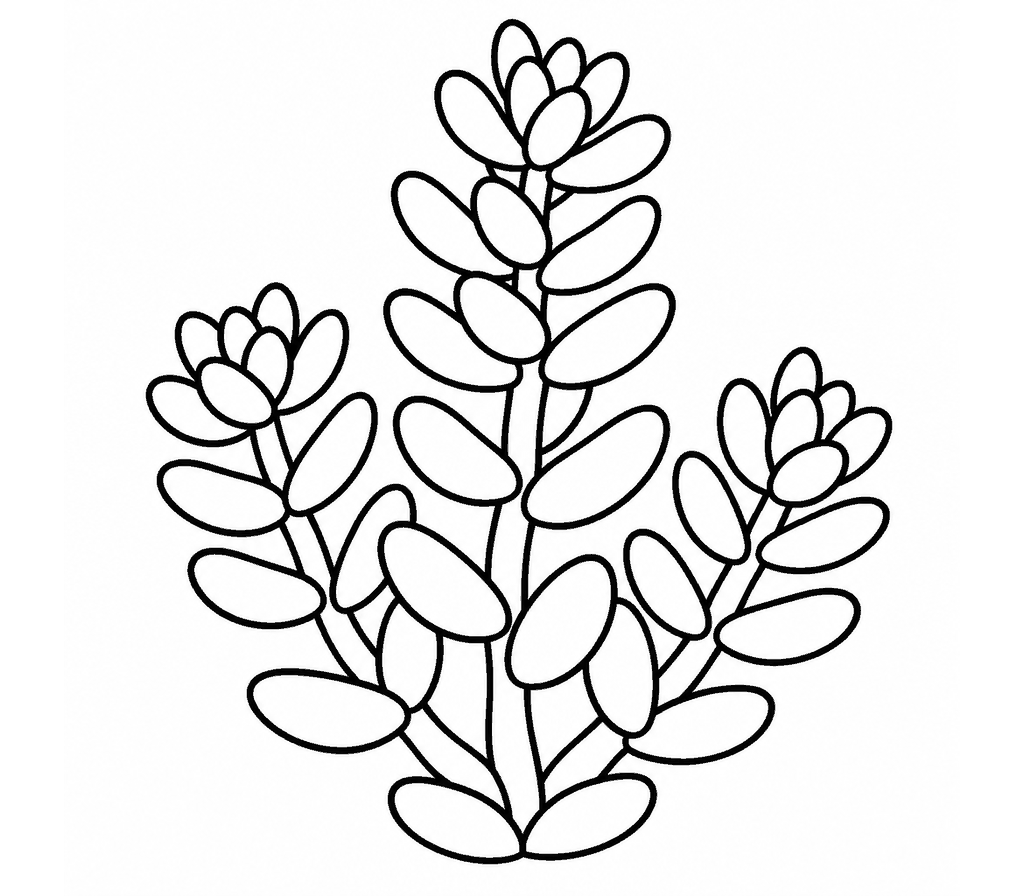 Sedum coloring page