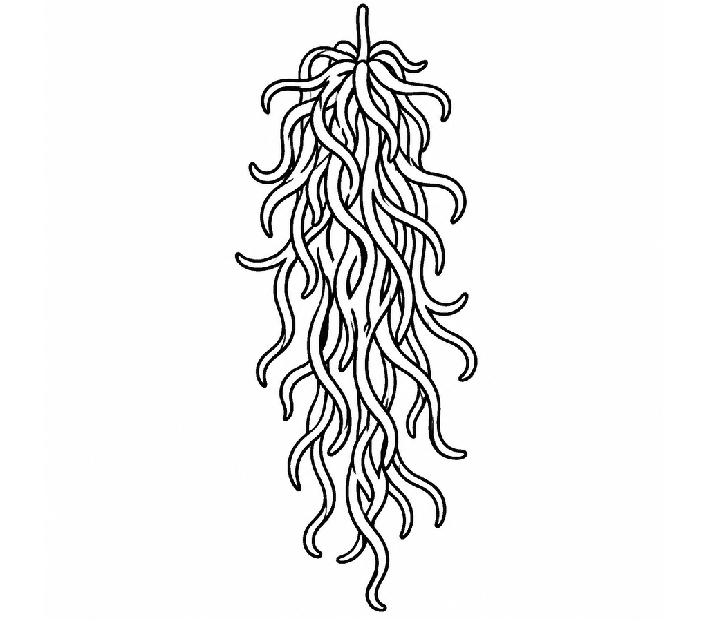 Spanish Moss coloring page
