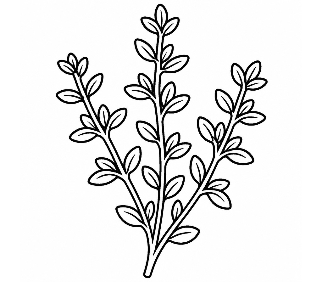 Thyme coloring page