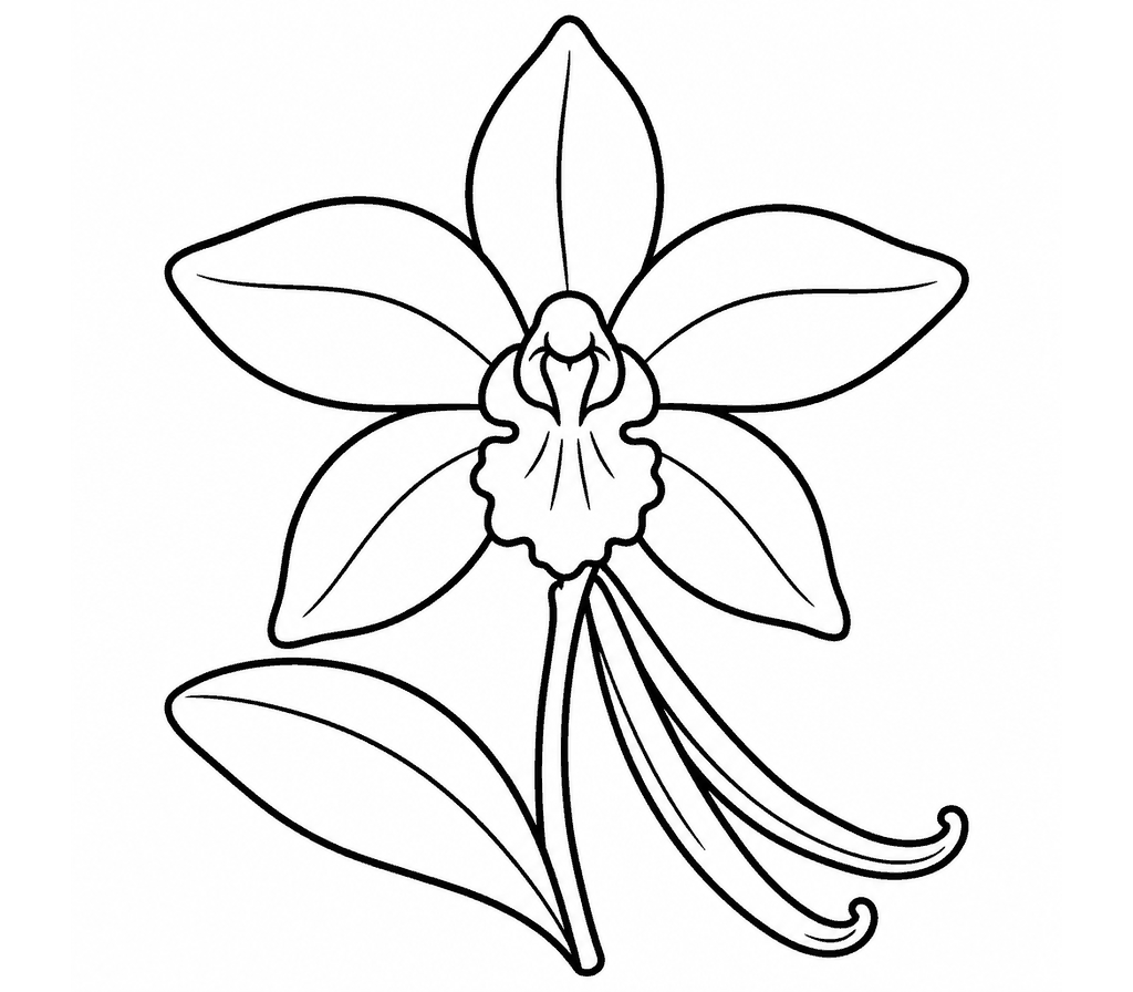 Vanilla Orchid coloring page