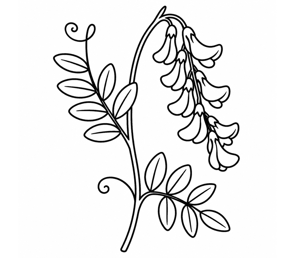 Vetch coloring page