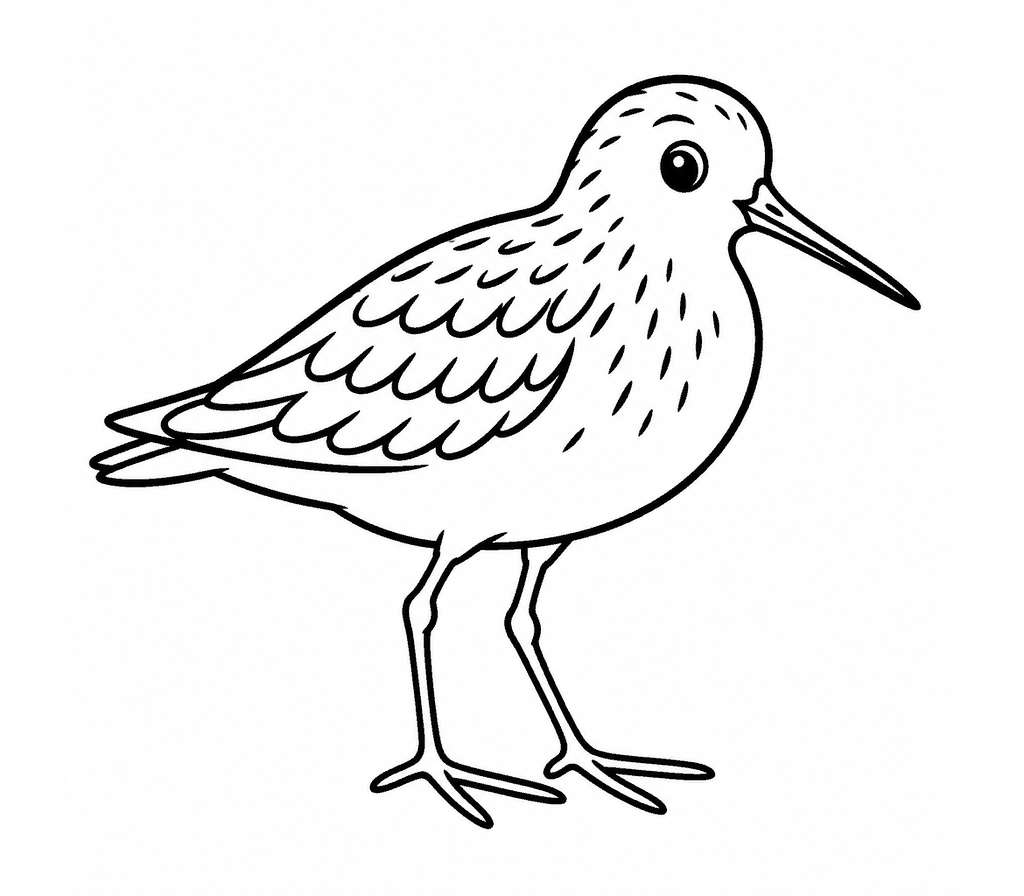 Western Sandpiper coloring page