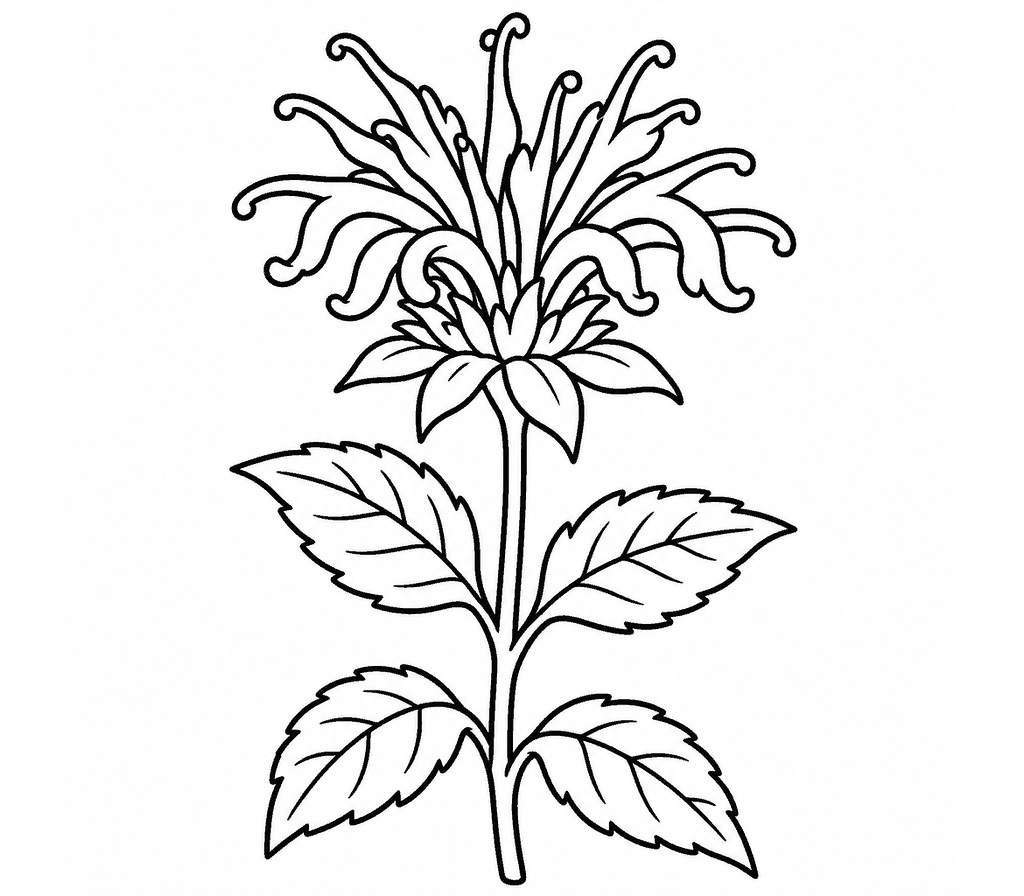 Wild Bergamot coloring page
