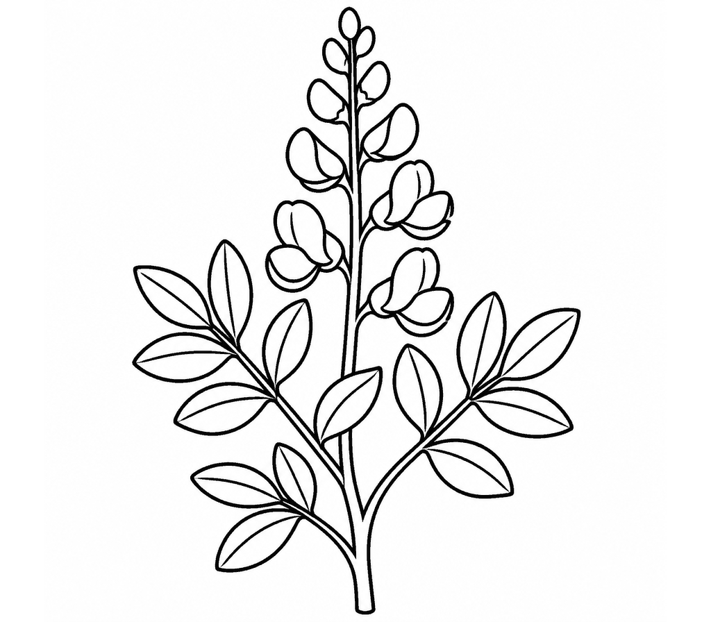 Wild Indigo coloring page