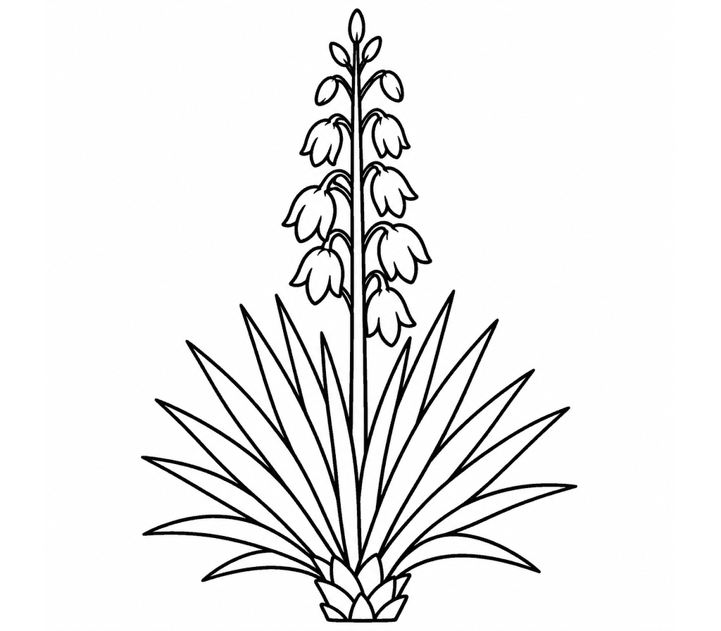 Yucca coloring page